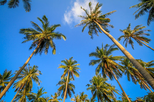 Multiple Palm trees against a blue sky